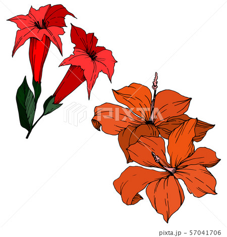 Vector Tropical flowers and leaves isolated. Black and white engraved ink art. Isolated plant Vector Tropical flowers and leaves isolated. Black and white engraved ink art. Isolated plant 57041706