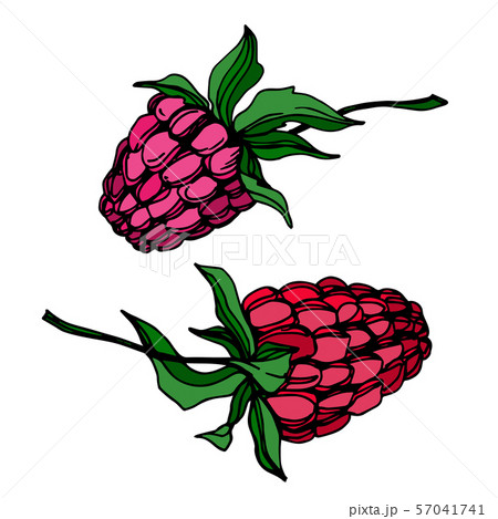 Vector Raspberry healthy food fresh berry isolated element. Black and white engraved ink art. 57041741