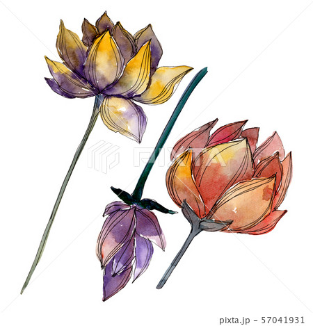 Lotus floral botanical flowers. Watercolor background illustration set. Isolated lotus illustration Lotus floral botanical flowers. Watercolor background illustration set. Isolated lotus illustration 57041931