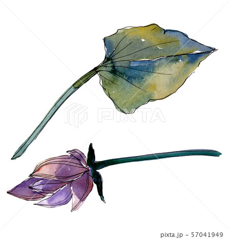 Lotus floral botanical flowers. Watercolor background illustration set. Isolated lotus illustration Lotus floral botanical flowers. Watercolor background illustration set. Isolated lotus illustration 57041949