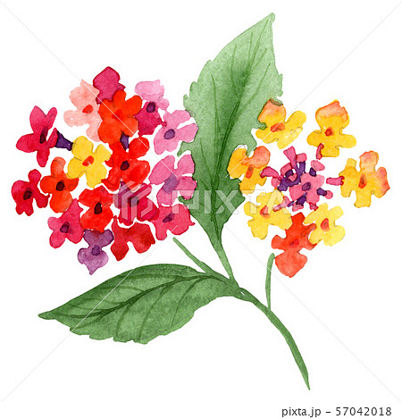 Lantana (lower product) - Stock Illustration [14730653] - PIXTA