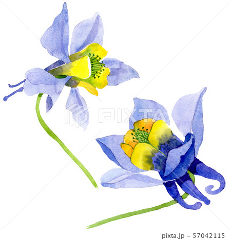 Blue yellow brugmansia floral botanical flowers. Watercolor background set. Isolated brugmansia Blue yellow brugmansia floral botanical flowers. Watercolor background set. Isolated brugmansia 57042115