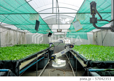 Hydroponics vegetable garden on smart greenhouse that installed industry robotic for worked and harvesting 57042353