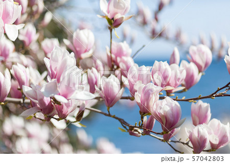 Natural spring flower, many blooming beauty Natural spring flower, many blooming beauty 57042803