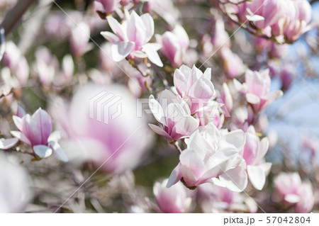 Natural spring flower, many blooming beauty Natural spring flower, many blooming beauty 57042804