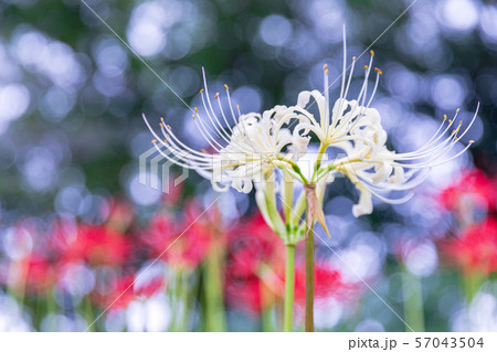 見沼田んぼ　見沼代用水沿いに咲く彼岸花　秋 57043504