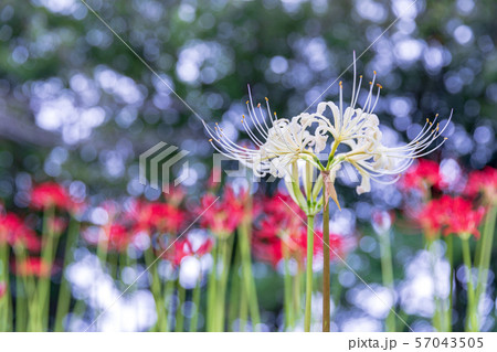 見沼田んぼ　見沼代用水沿いに咲く彼岸花　秋 57043505