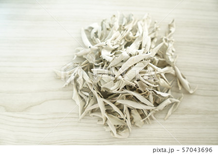 ホワイトセージ 葉っぱ ホワイトセージ 葉っぱ 57043696