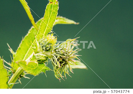 チシマアザミ.エゾアザミ 57043774