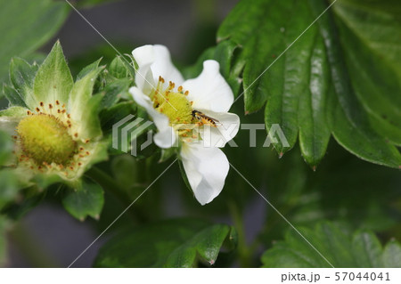 イチゴの花とミツバチ 57044041