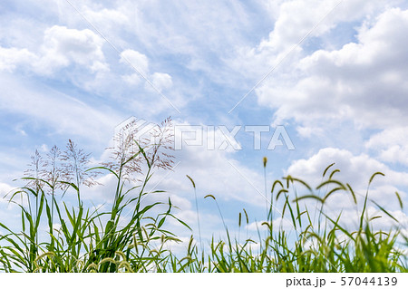秋の空と雑草 秋の空と雑草 57044139