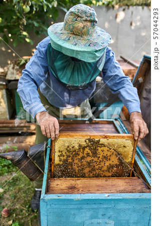 Process of harvesting honey from wooden beehive outdoors Process of harvesting honey from wooden beehive outdoors 57044293