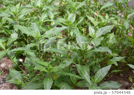 藍 タデ科イヌタデ属 一年生植物の写真素材
