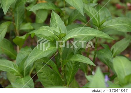 藍 タデ科イヌタデ属 一年生植物 藍 タデ科イヌタデ属 一年生植物 57044347