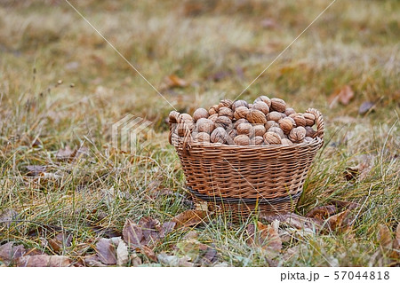 Walnuts in a basket Walnuts in a basket 57044818