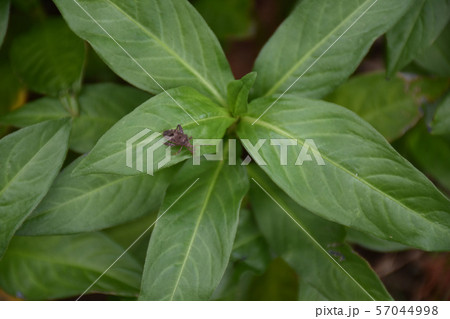 カメムシ 害虫 カメムシ 害虫 57044998