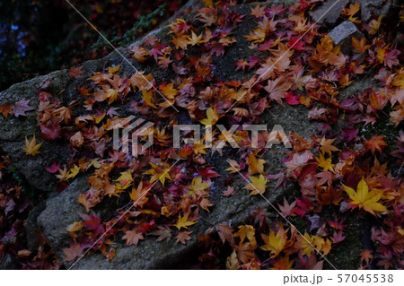 滋賀湖東の紅葉 57045538