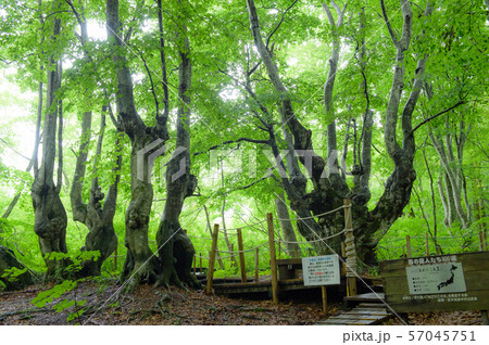 あがりこ大王と仲間たち　秋田県 57045751