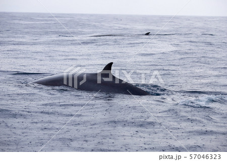 鯨 クジラ 太平洋でホエールウォッチング 鯨 クジラ 太平洋でホエールウォッチング 57046323
