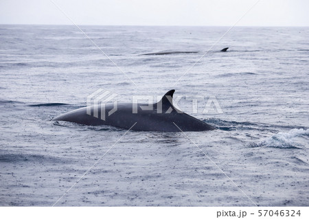 鯨 クジラ 太平洋でホエールウォッチング 鯨 クジラ 太平洋でホエールウォッチング 57046324
