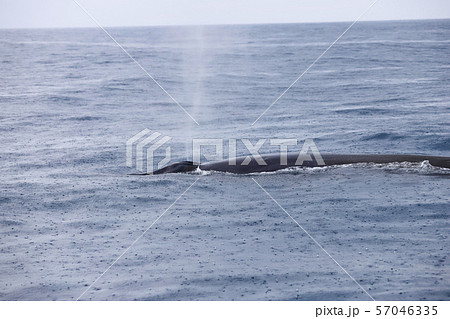 クジラ クジラ 57046335