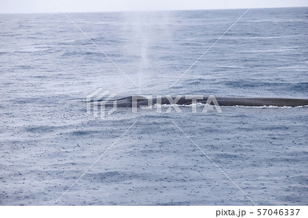 クジラ 57046337