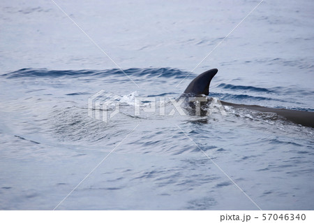 クジラ 57046340