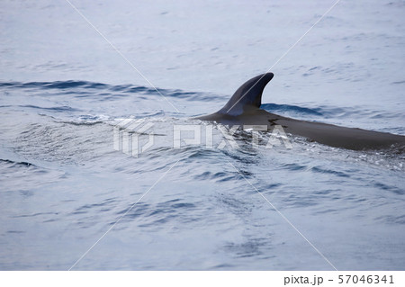 クジラ クジラ 57046341