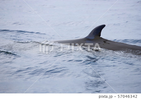 クジラ 57046342