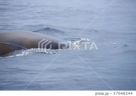 クジラ 57046344