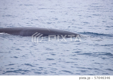 クジラ クジラ 57046346