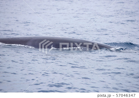 クジラ 57046347