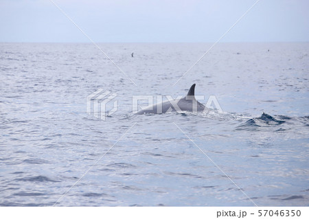 クジラ 57046350