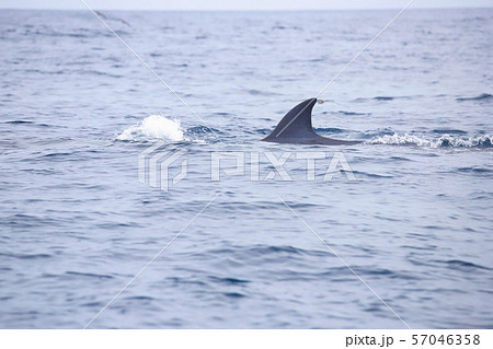 クジラ 57046358
