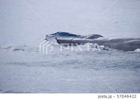 クジラ クジラ 57046422