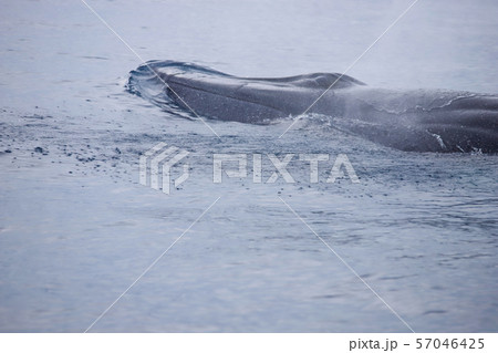 クジラ クジラ 57046425