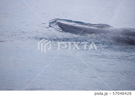 クジラ クジラ 57046426