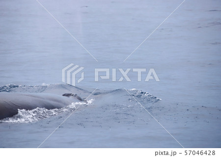 クジラ クジラ 57046428