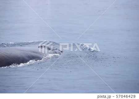 クジラ 57046429