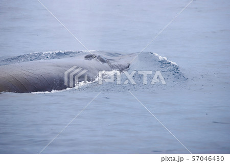 クジラ クジラ 57046430