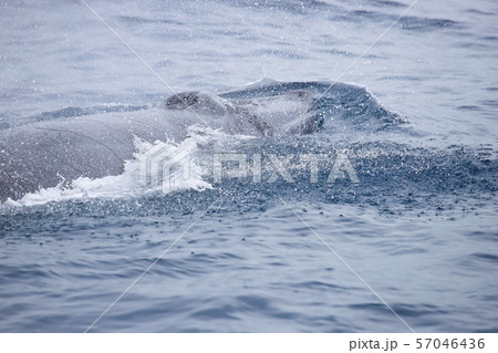 クジラ 57046436