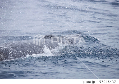 クジラ 57046437