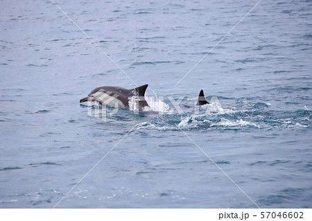 イルカの狩り イルカの狩り 57046602