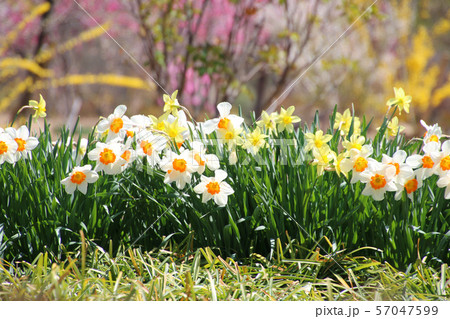 緑水苑の春（福島県・郡山市） 57047599