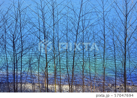 本栖湖の緑の湖面と冬枯れの木々 57047694