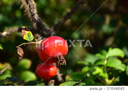 赤いハマナスの実 57048085