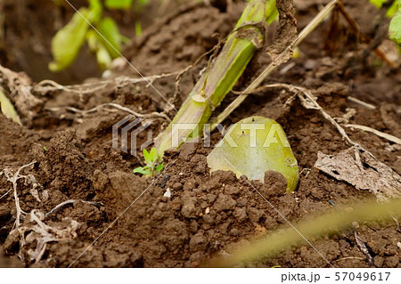 毒素があるかもしれない緑色のジャガイモ 毒素があるかもしれない緑色のジャガイモ 57049617