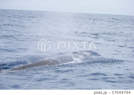 クジラ　鯨　太平洋でホエールウォッチング　雨天 57049794