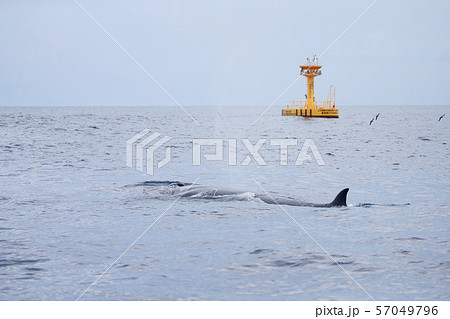 クジラ 鯨 太平洋でホエールウォッチング 雨天 クジラ 鯨 太平洋でホエールウォッチング 雨天 57049796