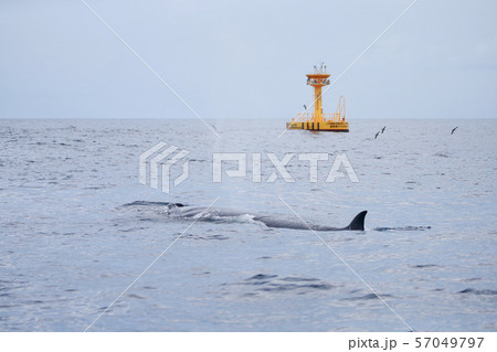 クジラ　鯨　太平洋でホエールウォッチング　雨天 57049797